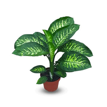 Dieffenbachia Maroba